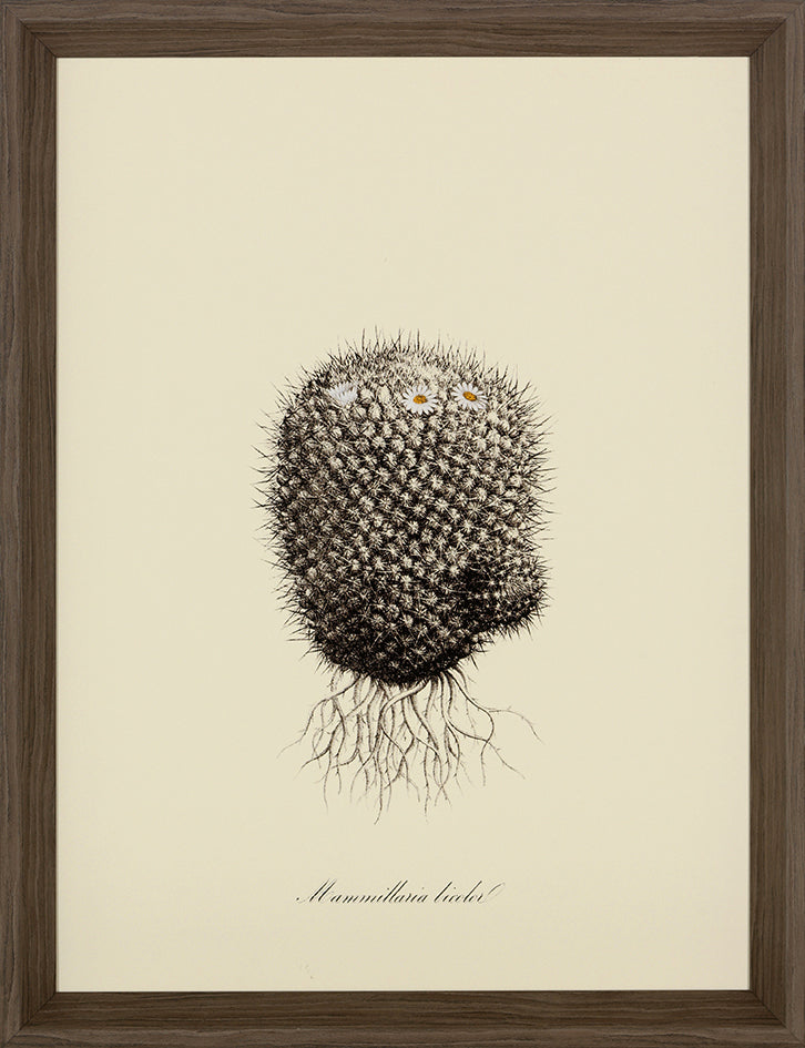 Cacti V Framed Print (Click & Collect)