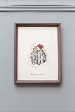 Cacti II Framed Print (Click & Collect)