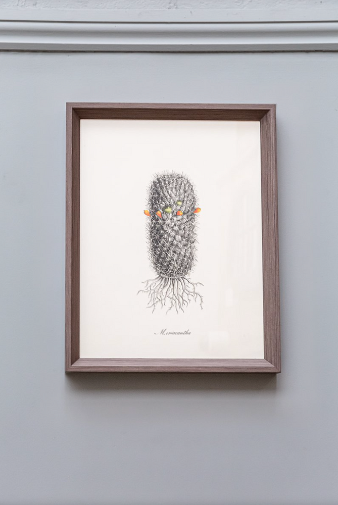 Cacti III Framed Print (Click & Collect)