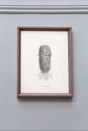 Cacti III Framed Print (Click & Collect)