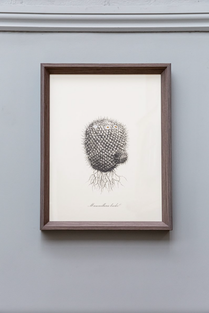 Cacti V Framed Print (Click & Collect)