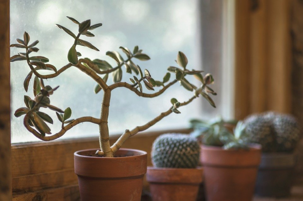 Small potted plants on a wooden windowsill