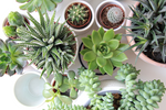 Potted succulents arranged on a white table