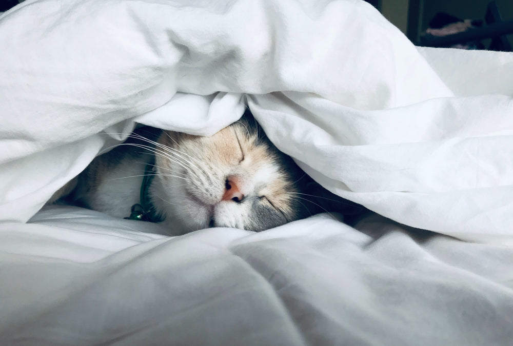 A cat asleep underneath blankets on a bed. 