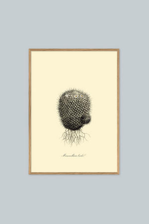 Mammillaria Licolor - 50cm x 70cm - Oak Frame (Click & Collect)