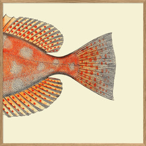 Spotted Orange Fish Tail - 100cm x 100cm (Click & Collect)