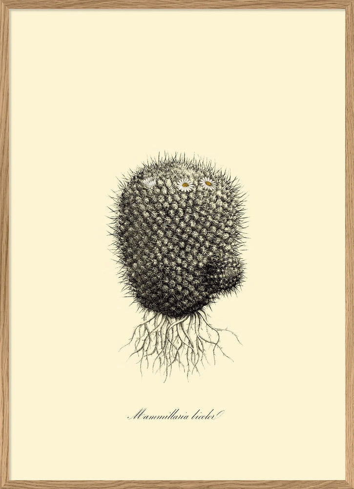 Mammillaria Licolor - 50cm x 70cm - Oak Frame (Click & Collect)