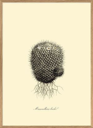 Mammillaria Licolor - 50cm x 70cm - Oak Frame (Click & Collect)