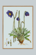 Meconopsis Simplicifolia - 50cm x 70cm (Click & Collect)