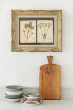 Framed Pressed Flowers 2