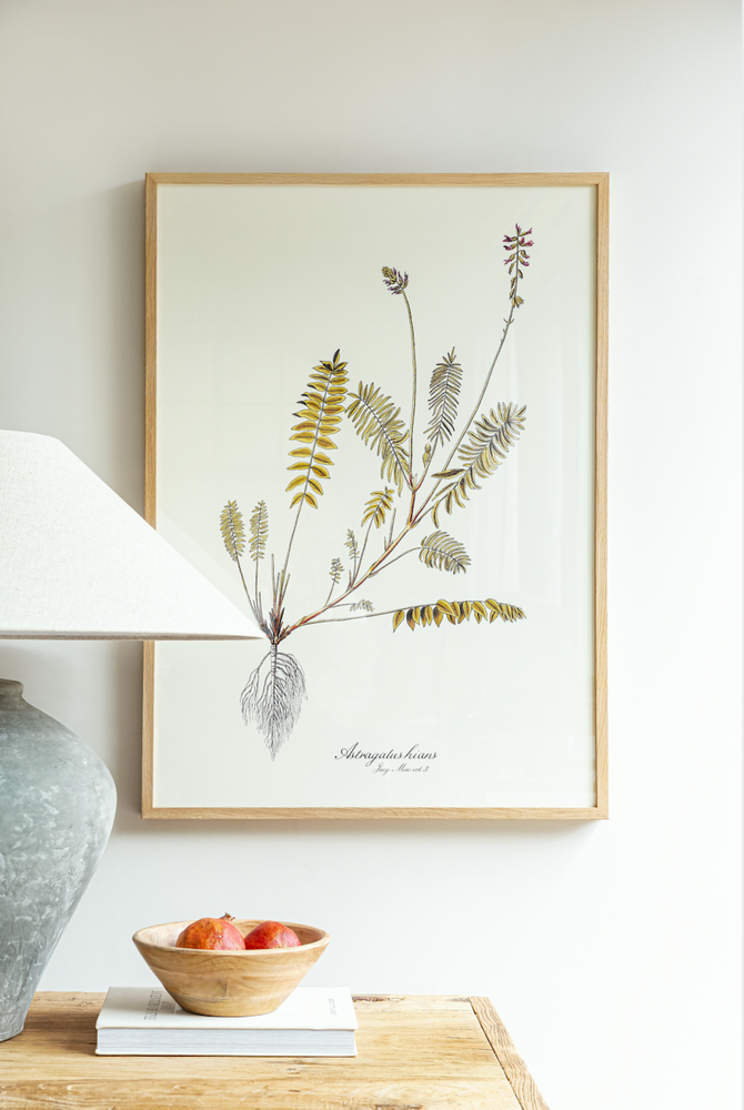 Astragalus Hians Framed Print