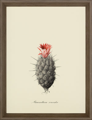 
                
                    Load image into Gallery viewer, Cacti I Framed Print
                
            