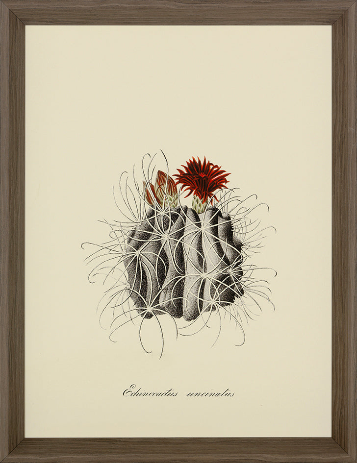 
                
                    Load image into Gallery viewer, Cacti II Framed Print
                
            