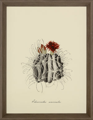 Cacti II Framed Print (Click & Collect)