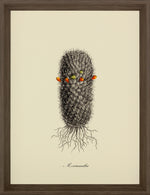 Cacti III Framed Print