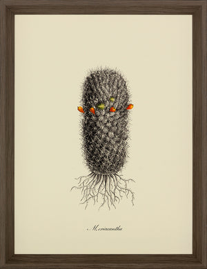 Cacti III Framed Print (Click & Collect)