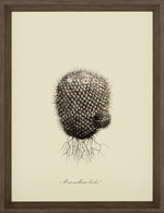 Cacti V Framed Print