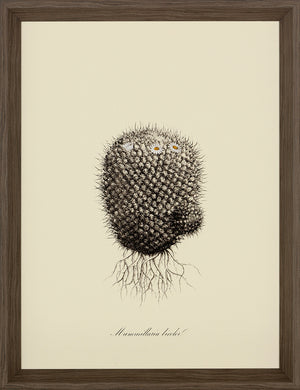 Cacti V Framed Print