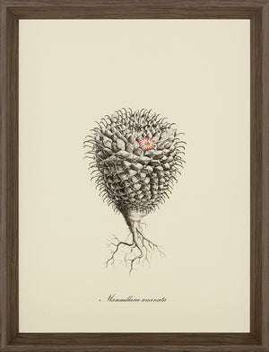 Cacti VI Framed Print (Click & Collect)