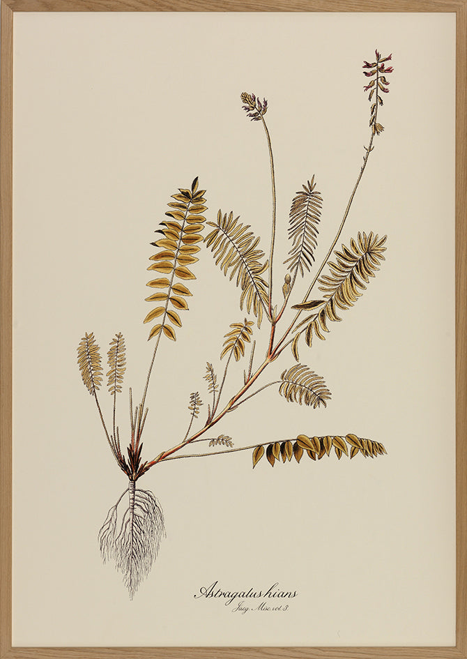 Astragalus Hians Framed Print