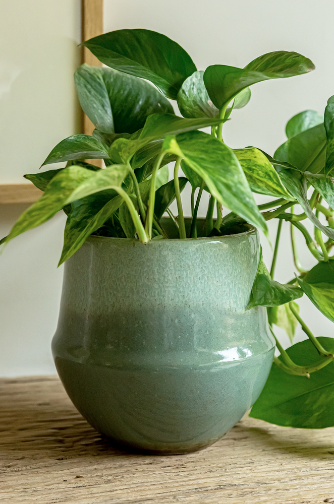 Fusion Flower Pot Mint - 15cm