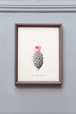 Cacti I Framed Print