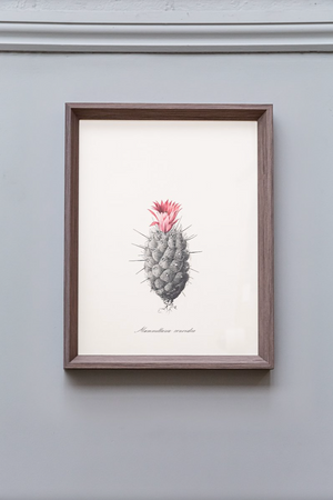 
                
                    Load image into Gallery viewer, Cacti I Framed Print
                
            