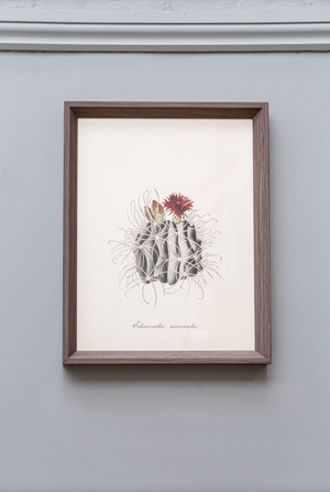 Cacti II Framed Print