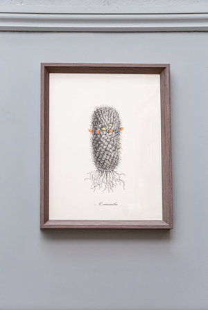Cacti III Framed Print
