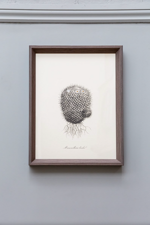 Cacti V Framed Print