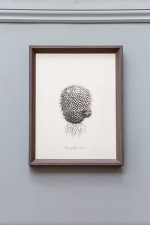 
                
                    Load image into Gallery viewer, Cacti V Framed Print
                
            