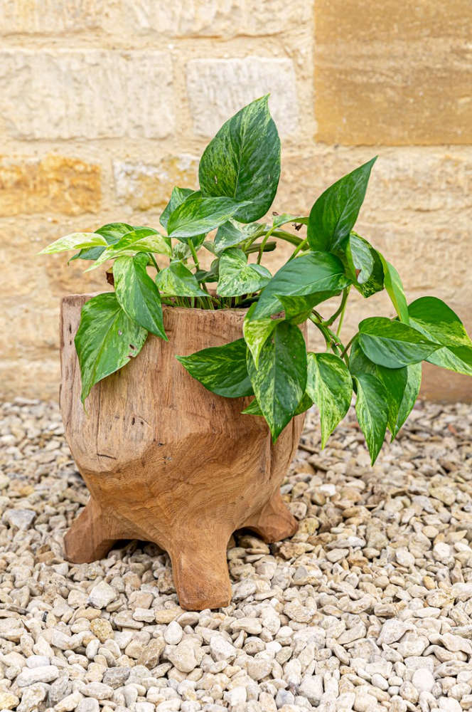 
                
                    Load image into Gallery viewer, Asara Wooden Planter
                
            